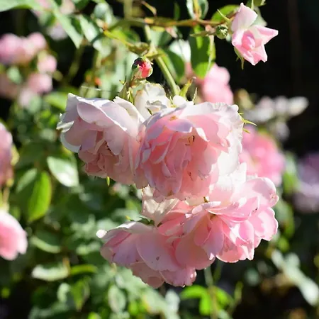 Restful Farmhouse Near Forest In Vinci With Pool *