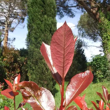 Restful Farmhouse Near Forest In Vinci With Pool Holiday home