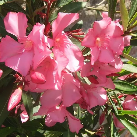 Restful Farmhouse Near Forest In Vinci With Pool Vinci