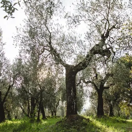 Restful Farmhouse Near Forest In Vinci With Pool Vinci